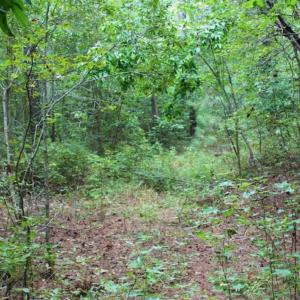 Photo of SOLD!!  6 Acres of Hunting and Residential Land For Sale in Surry County VA!