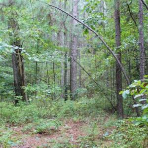 Photo of SOLD!!  6 Acres of Hunting and Residential Land For Sale in Surry County VA!