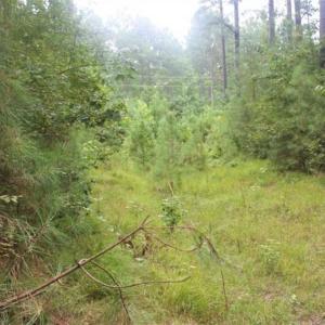 Photo of SOLD!!  6 Acres of Hunting and Residential Land For Sale in Surry County VA!
