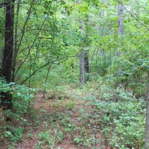 Photo of SOLD!!  6 Acres of Hunting and Residential Land For Sale in Surry County VA!