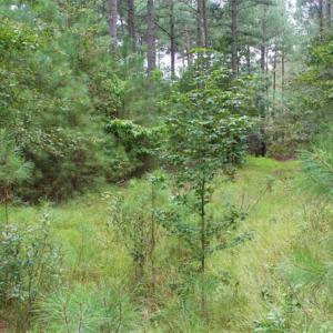 Photo of SOLD!!  6 Acres of Hunting and Residential Land For Sale in Surry County VA!
