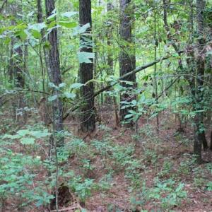 Photo of SOLD!!  6 Acres of Hunting and Residential Land For Sale in Surry County VA!