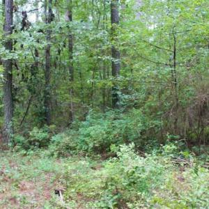 Photo of SOLD!!  6 Acres of Hunting and Residential Land For Sale in Surry County VA!
