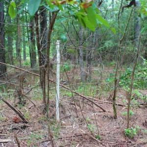 Photo of SOLD!!  6 Acres of Hunting and Residential Land For Sale in Surry County VA!