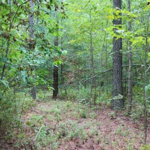 Photo of SOLD!!  6 Acres of Hunting and Residential Land For Sale in Surry County VA!
