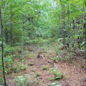 Photo of SOLD!!  6 Acres of Hunting and Residential Land For Sale in Surry County VA!