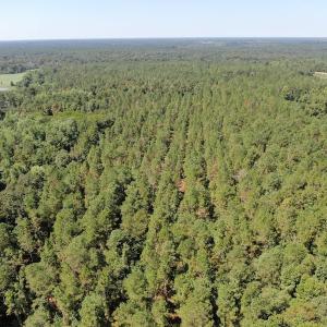 Photo of REDUCED! 265 Acres of Prime Hunting Land For Sale in Sampson County NC!
