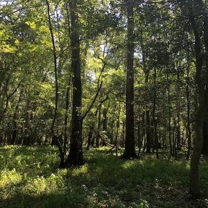 Photo of REDUCED! 265 Acres of Prime Hunting Land For Sale in Sampson County NC!