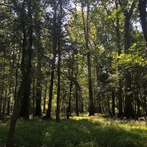 Photo of REDUCED! 265 Acres of Prime Hunting Land For Sale in Sampson County NC!