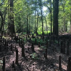 Photo of REDUCED! 265 Acres of Prime Hunting Land For Sale in Sampson County NC!