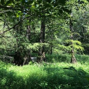 Photo of REDUCED! 265 Acres of Prime Hunting Land For Sale in Sampson County NC!
