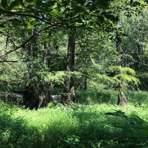Photo of REDUCED! 265 Acres of Prime Hunting Land For Sale in Sampson County NC!