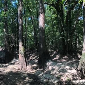 Photo of REDUCED! 265 Acres of Prime Hunting Land For Sale in Sampson County NC!