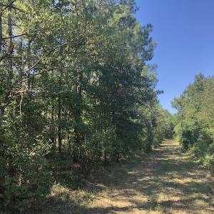 Photo of REDUCED! 265 Acres of Prime Hunting Land For Sale in Sampson County NC!