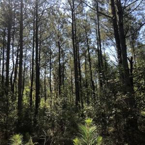 Photo of REDUCED! 265 Acres of Prime Hunting Land For Sale in Sampson County NC!