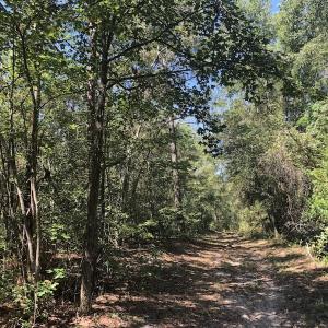 Photo of REDUCED! 265 Acres of Prime Hunting Land For Sale in Sampson County NC!
