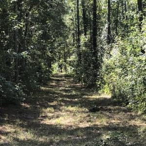 Photo of REDUCED! 265 Acres of Prime Hunting Land For Sale in Sampson County NC!