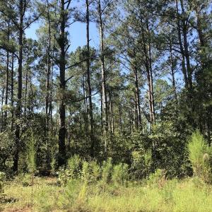 Photo of REDUCED! 265 Acres of Prime Hunting Land For Sale in Sampson County NC!