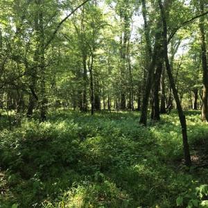 Photo of REDUCED! 265 Acres of Prime Hunting Land For Sale in Sampson County NC!