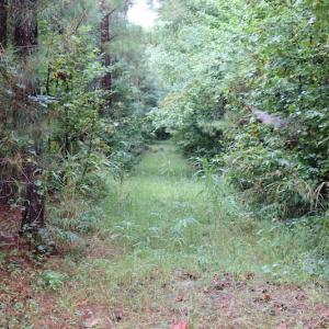 Photo of SOLD!!  100 Acres of Hunting Land For sale in Surry County VA!