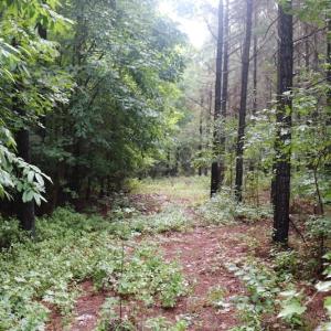 Photo of SOLD!!  100 Acres of Hunting Land For sale in Surry County VA!