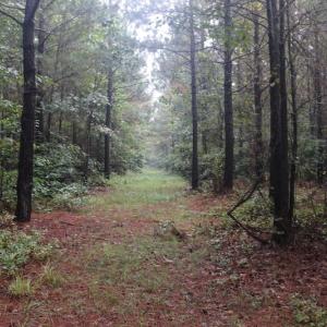 Photo of SOLD!!  100 Acres of Hunting Land For sale in Surry County VA!