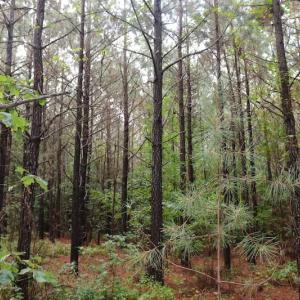 Photo of SOLD!!  100 Acres of Hunting Land For sale in Surry County VA!