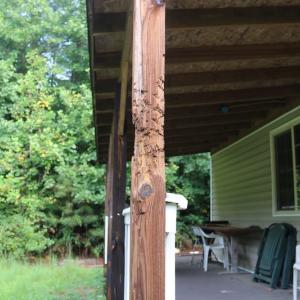 Photo of SOLD!!  100 Acres of Hunting Land For sale in Surry County VA!