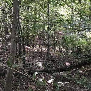 Photo of SOLD!!   32.01 Acres of Hunting and Timber Land for Sale in Bladen County NC!