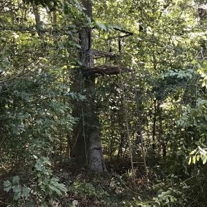 Photo of SOLD!!   32.01 Acres of Hunting and Timber Land for Sale in Bladen County NC!