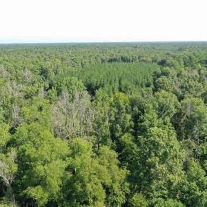 Photo of SOLD!!   32.01 Acres of Hunting and Timber Land for Sale in Bladen County NC!