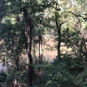 Photo of SOLD!!   32.01 Acres of Hunting and Timber Land for Sale in Bladen County NC!