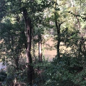 Photo of SOLD!!   32.01 Acres of Hunting and Timber Land for Sale in Bladen County NC!