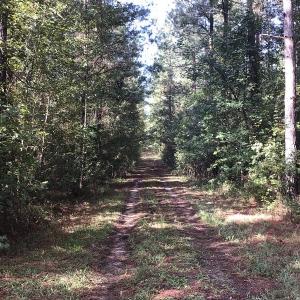Photo of SOLD!!   32.01 Acres of Hunting and Timber Land for Sale in Bladen County NC!
