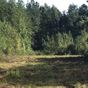 Photo of SOLD!!   32.01 Acres of Hunting and Timber Land for Sale in Bladen County NC!