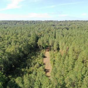 Photo of SOLD!!   32.01 Acres of Hunting and Timber Land for Sale in Bladen County NC!