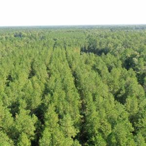 Photo of SOLD!!   32.01 Acres of Hunting and Timber Land for Sale in Bladen County NC!