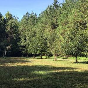 Photo of SOLD!!   32.01 Acres of Hunting and Timber Land for Sale in Bladen County NC!