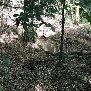 Photo of SOLD!!   32.01 Acres of Hunting and Timber Land for Sale in Bladen County NC!