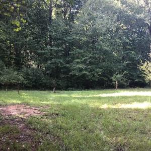 Photo of SOLD!!   32.01 Acres of Hunting and Timber Land for Sale in Bladen County NC!