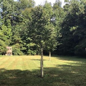 Photo of SOLD!!   32.01 Acres of Hunting and Timber Land for Sale in Bladen County NC!