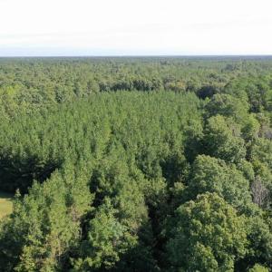 Photo of SOLD!!   32.01 Acres of Hunting and Timber Land for Sale in Bladen County NC!