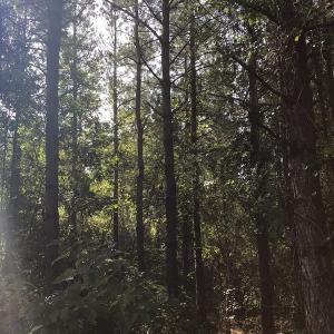 Photo of SOLD!!   32.01 Acres of Hunting and Timber Land for Sale in Bladen County NC!