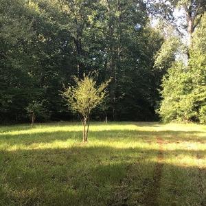 Photo of SOLD!!   32.01 Acres of Hunting and Timber Land for Sale in Bladen County NC!