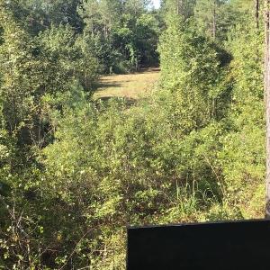 Photo of SOLD!!   32.01 Acres of Hunting and Timber Land for Sale in Bladen County NC!