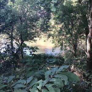 Photo of SOLD!!   32.01 Acres of Hunting and Timber Land for Sale in Bladen County NC!