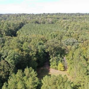 Photo of SOLD!!   32.01 Acres of Hunting and Timber Land for Sale in Bladen County NC!
