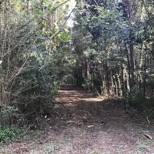 Photo of SOLD!!   32.01 Acres of Hunting and Timber Land for Sale in Bladen County NC!