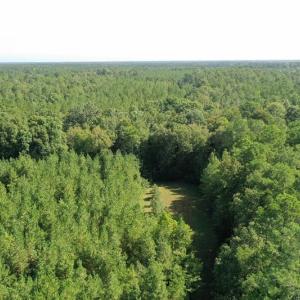 Photo of SOLD!!   32.01 Acres of Hunting and Timber Land for Sale in Bladen County NC!