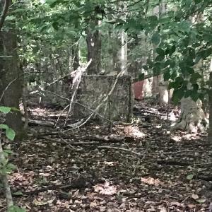 Photo of SOLD!!   32.01 Acres of Hunting and Timber Land for Sale in Bladen County NC!